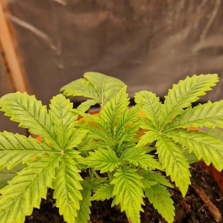 Shining Silver Haze aka SSH