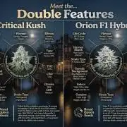 RQS Orion F1 x Royal Critical