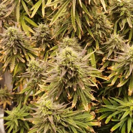 Orion F1 x Royal Critical