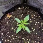 RQS White Widow