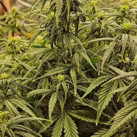 Orion F1 x Royal Critical