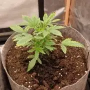 Shining Silver Haze aka SSH