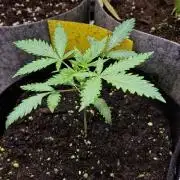 RQS White Widow