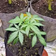 RQS White Widow