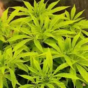 Shining Silver Haze aka SSH