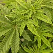 Shining Silver Haze aka SSH