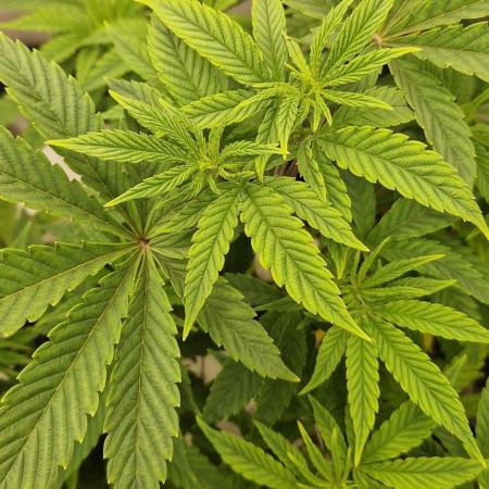 Shining Silver Haze aka SSH