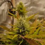 RQS Shining Silver Haze aka SSH