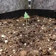 RQS White Widow