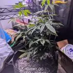 Winter Wheelchair Growin'