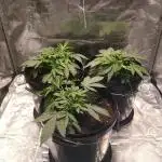 Mimosa x Orange Punch in Hempy Buckets