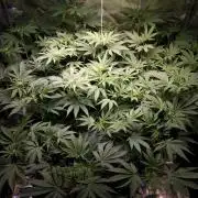 Mimosa x Orange Punch in Hempy Buckets