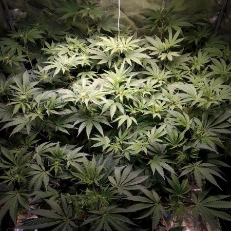 Mimosa x Orange Punch in Hempy Buckets