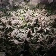 Mimosa x Orange Punch in Hempy Buckets