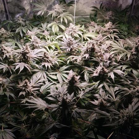 Mimosa x Orange Punch in Hempy Buckets