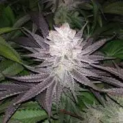 Mimosa x Orange Punch in Hempy Buckets