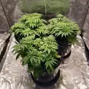 Mimosa x Orange Punch in Hempy Buckets