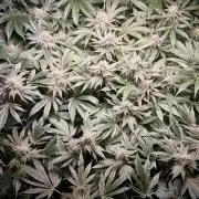 Mimosa x Orange Punch in Hempy Buckets