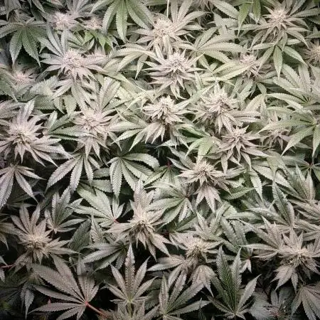 Mimosa x Orange Punch in Hempy Buckets