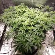 Mimosa x Orange Punch in Hempy Buckets