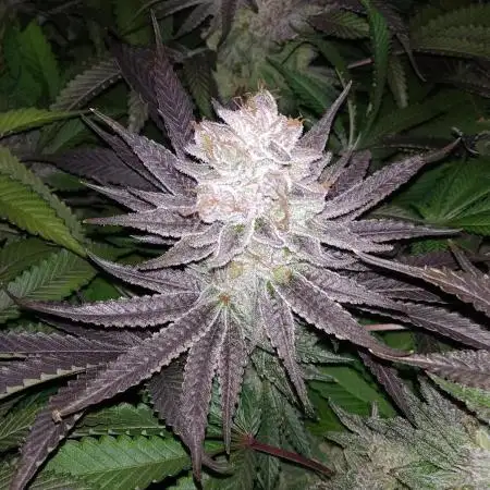 Mimosa x Orange Punch in Hempy Buckets