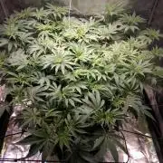 Mimosa x Orange Punch in Hempy Buckets