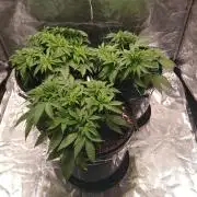 Mimosa x Orange Punch in Hempy Buckets