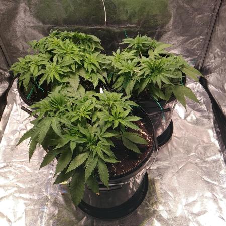 Mimosa x Orange Punch in Hempy Buckets