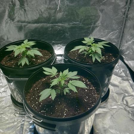 Mimosa x Orange Punch in Hempy Buckets