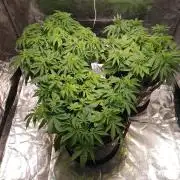 Mimosa x Orange Punch in Hempy Buckets