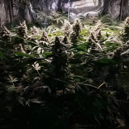Mimosa x Orange Punch in Hempy Buckets