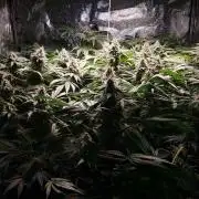 Mimosa x Orange Punch in Hempy Buckets