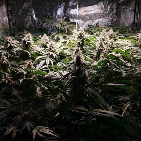 Mimosa x Orange Punch in Hempy Buckets