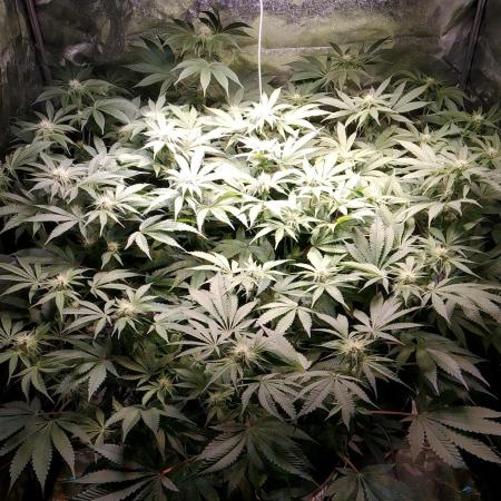 Mimosa x Orange Punch in Hempy Buckets