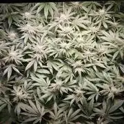 Mimosa x Orange Punch in Hempy Buckets