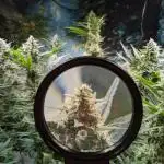 Crazy First Grow 🤗 with 13/14 Bloom