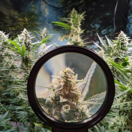 Crazy First Grow 🤗 with 13/14 Bloom