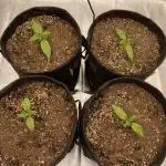 FastBuds Californian Snow Auto