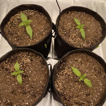 FastBuds Californian Snow Auto