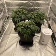 CZ LEGAL GROW