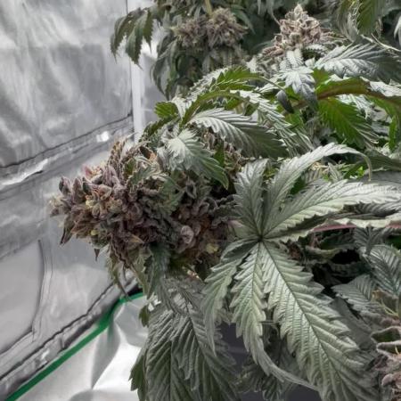 CZ LEGAL GROW