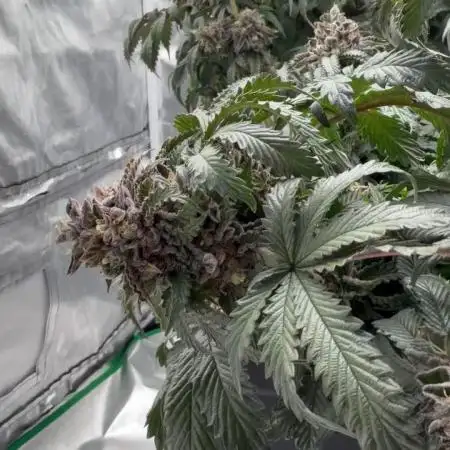CZ LEGAL GROW