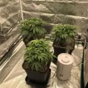 CZ LEGAL GROW