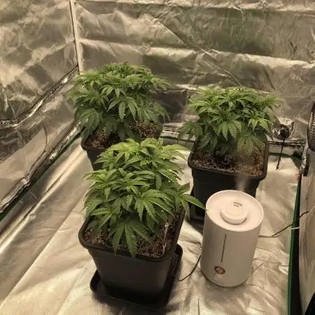 CZ LEGAL GROW