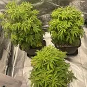 CZ LEGAL GROW