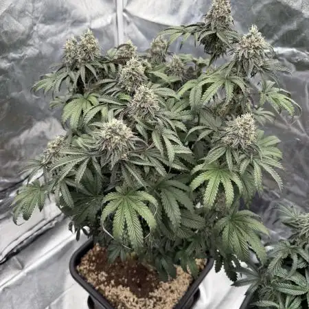 CZ LEGAL GROW
