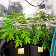 Jack Harer Auto and Cheese Auto