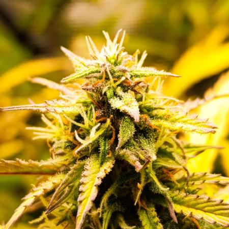 Jack Harer Auto and Cheese Auto