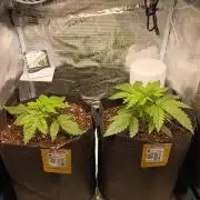 Jack Harer Auto and Cheese Auto