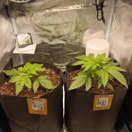Jack Harer Auto and Cheese Auto